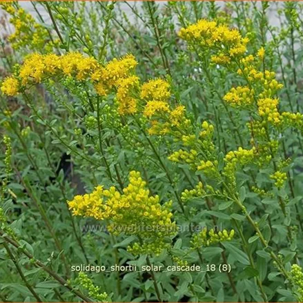 Solidago shortii 'Solar Cascade'