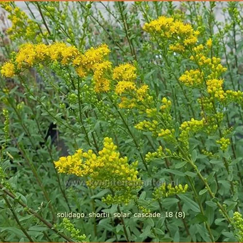Solidago shortii 'Solar Cascade'
