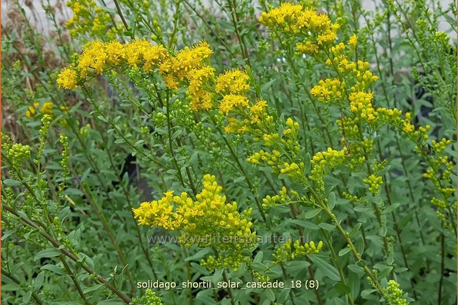 Solidago shortii 'Solar Cascade'