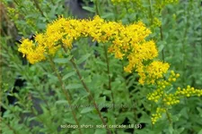 Solidago shortii 'Solar Cascade'