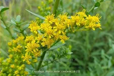 Solidago shortii 'Solar Cascade'
