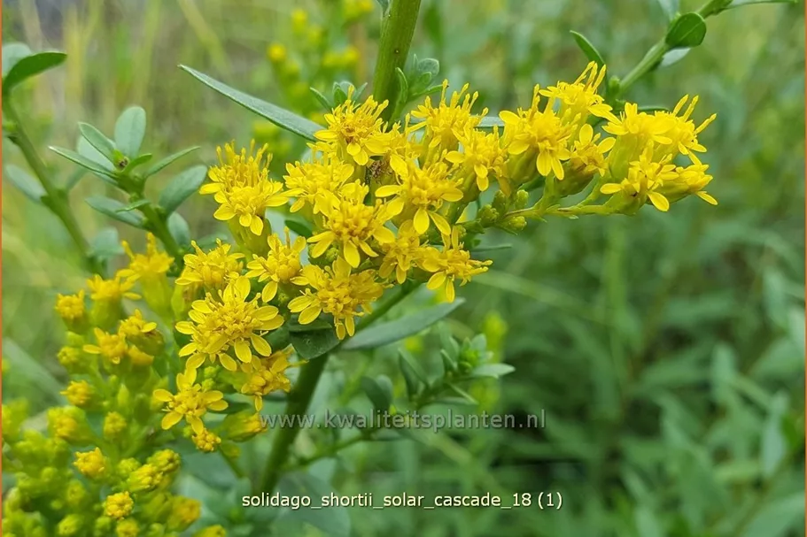 Solidago shortii 'Solar Cascade'