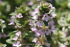 Thymus x citriodorus 'Silver Queen'