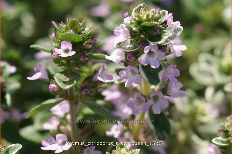Thymus x citriodorus 'Silver Queen'