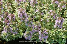 Thymus x citriodorus 'Silver Queen'