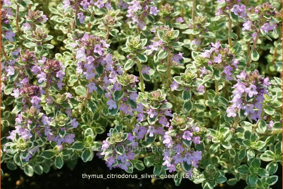 Thymus x citriodorus 'Silver Queen'