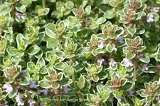 Thymus x citriodorus 'Silver Queen'