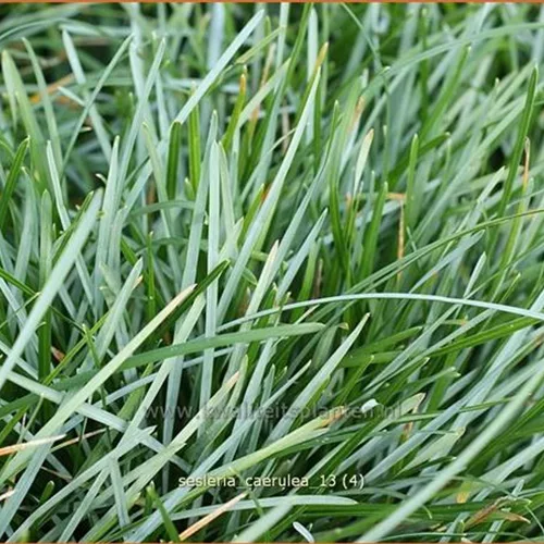 Sesleria caerulea