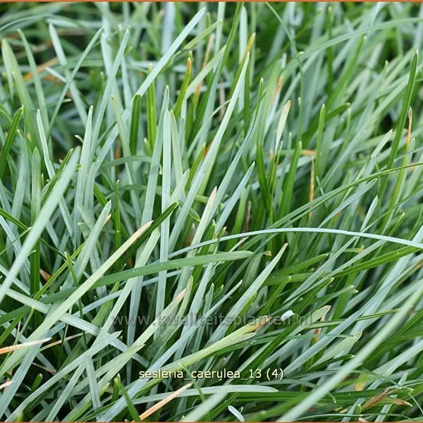 Sesleria caerulea