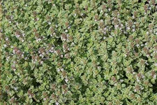 Thymus x citriodorus 'Silver Queen'
