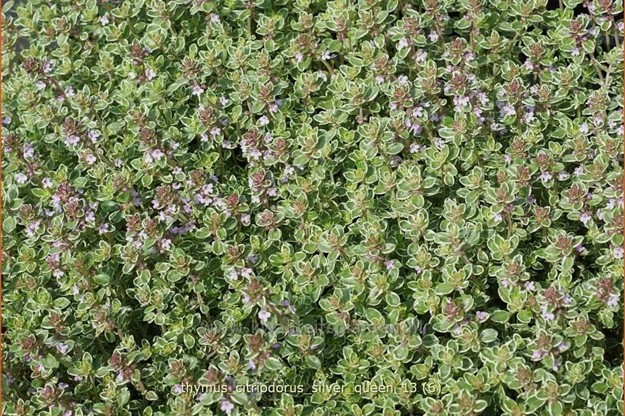 Thymus x citriodorus 'Silver Queen'