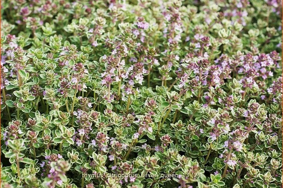 Thymus x citriodorus 'Silver Queen'
