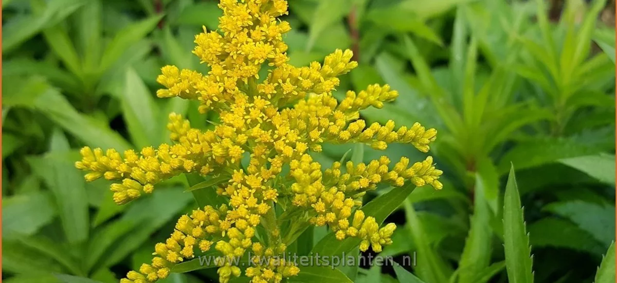 Solidago 'Spätgold'