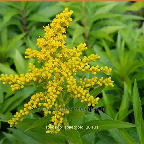 Solidago 'Spätgold'