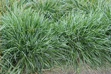 Sesleria caerulea