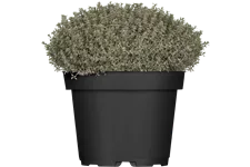 Thymus x citriodorus 'Silver Queen'