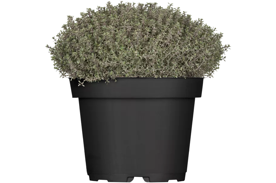 Thymus x citriodorus 'Silver Queen'