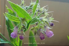 Symphytum officinale