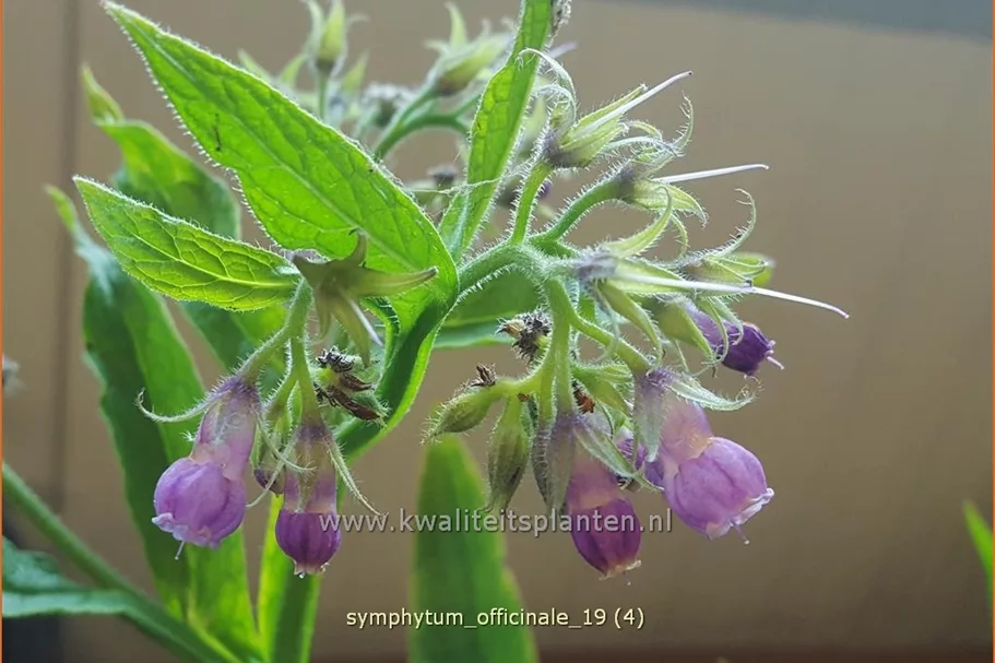 Symphytum officinale