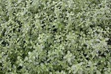 Thymus x citriodorus 'Silver Queen'