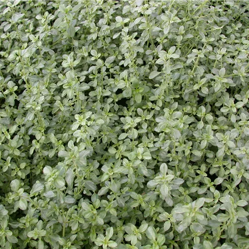 Thymus x citriodorus 'Silver Queen'