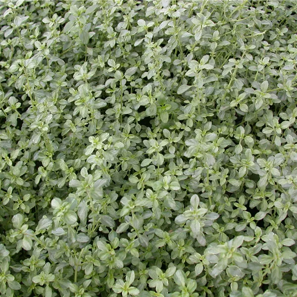 Thymus x citriodorus 'Silver Queen'