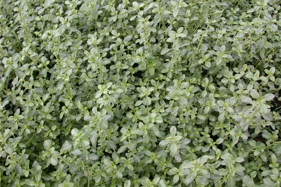 Thymus x citriodorus 'Silver Queen'