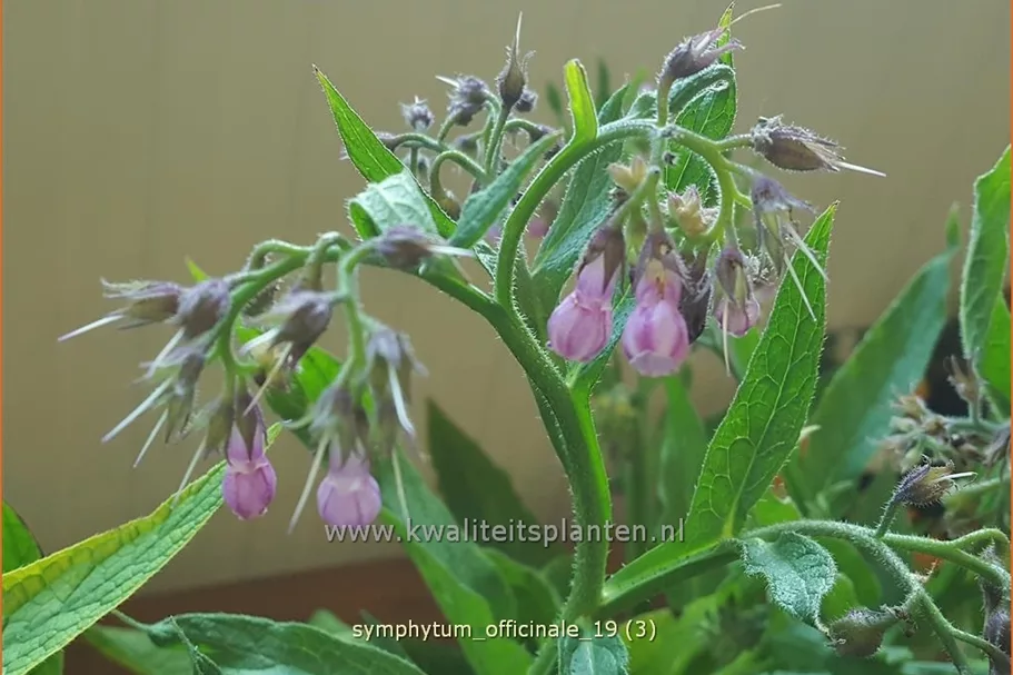 Symphytum officinale