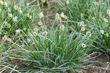 Sesleria caerulea
