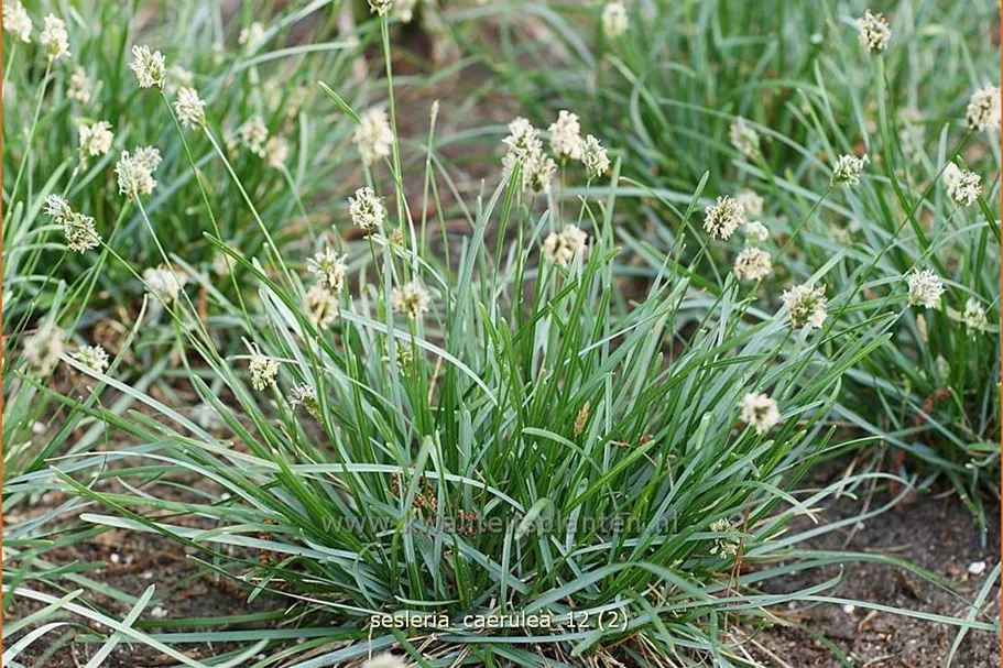 Sesleria caerulea