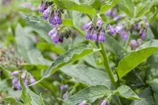 Symphytum officinale