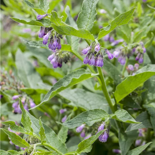 Symphytum officinale