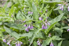 Symphytum officinale