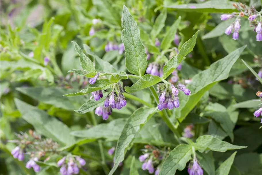 Symphytum officinale