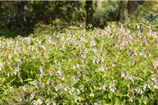 Symphytum officinale