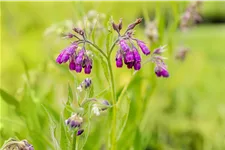 Symphytum officinale