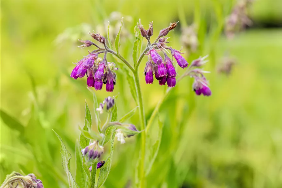 Symphytum officinale