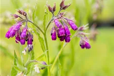 Symphytum officinale