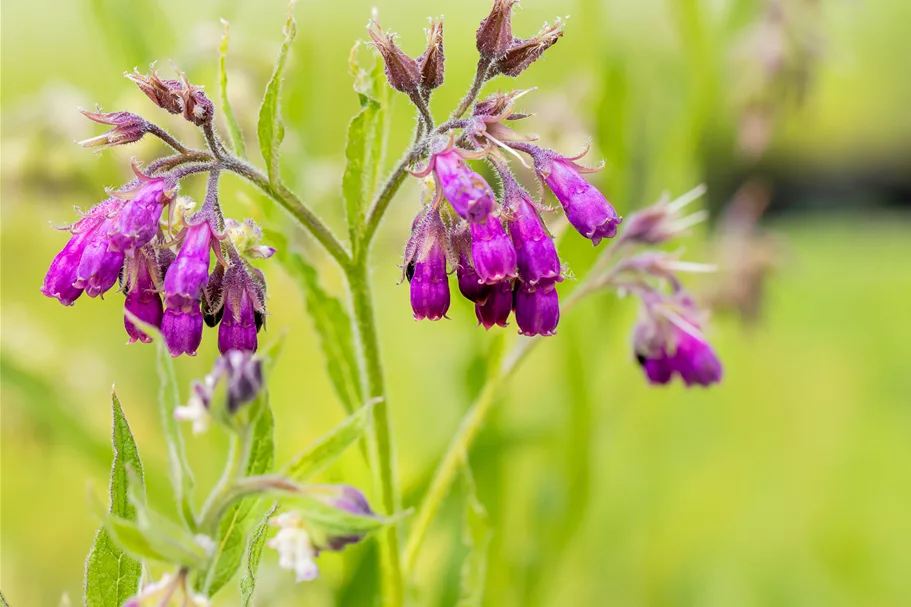 Symphytum officinale