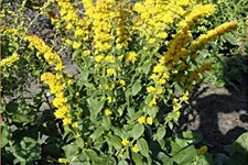 Solidago sphacelata 'Golden Fleece'