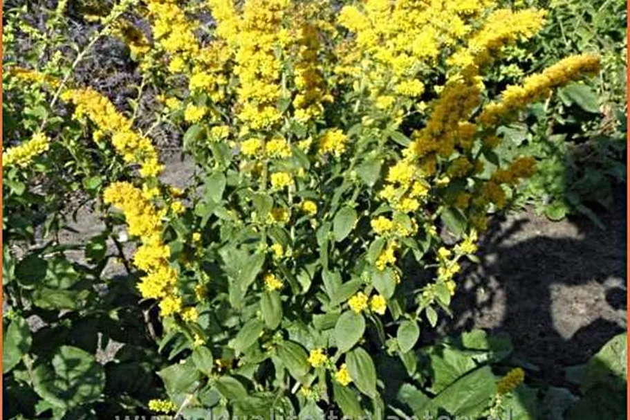 Solidago sphacelata 'Golden Fleece'