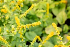 Solidago sphacelata 'Golden Fleece'