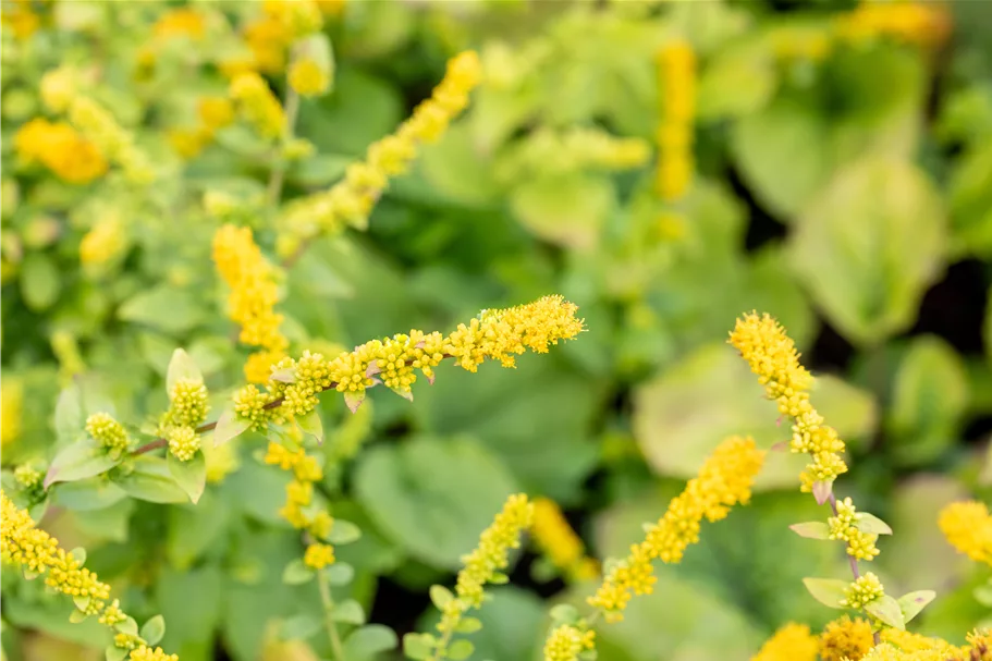 Solidago sphacelata 'Golden Fleece'