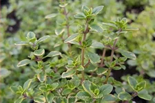 Thymus x citriodorus 'Doone Valley'