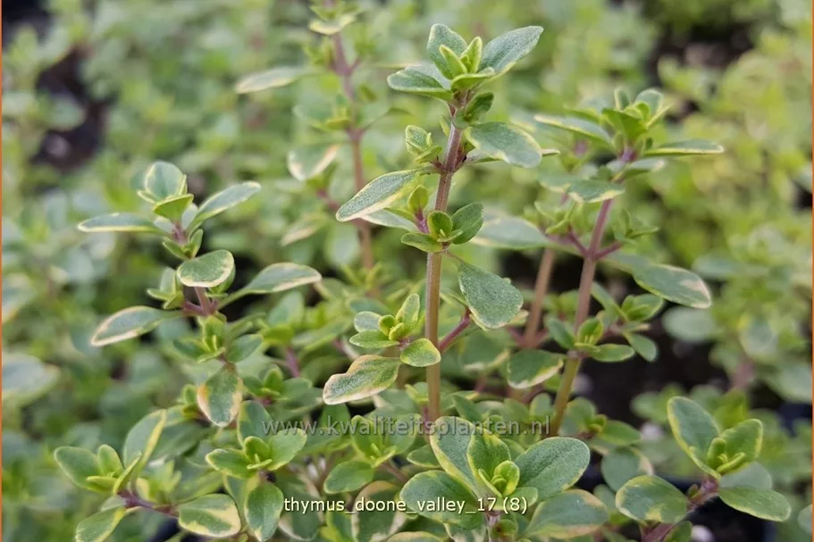 Thymus x citriodorus 'Doone Valley'