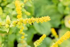 Solidago sphacelata 'Golden Fleece'
