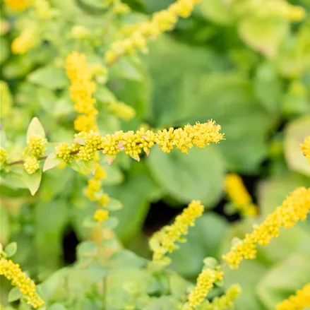 Solidago sphacelata 'Golden Fleece'