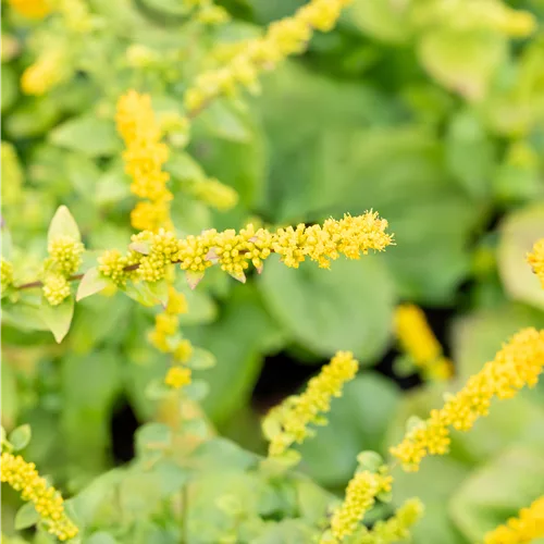Solidago sphacelata 'Golden Fleece'