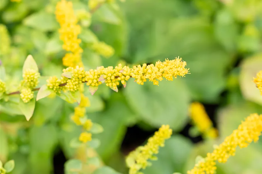 Solidago sphacelata 'Golden Fleece'