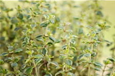 Thymus x citriodorus 'Doone Valley'
